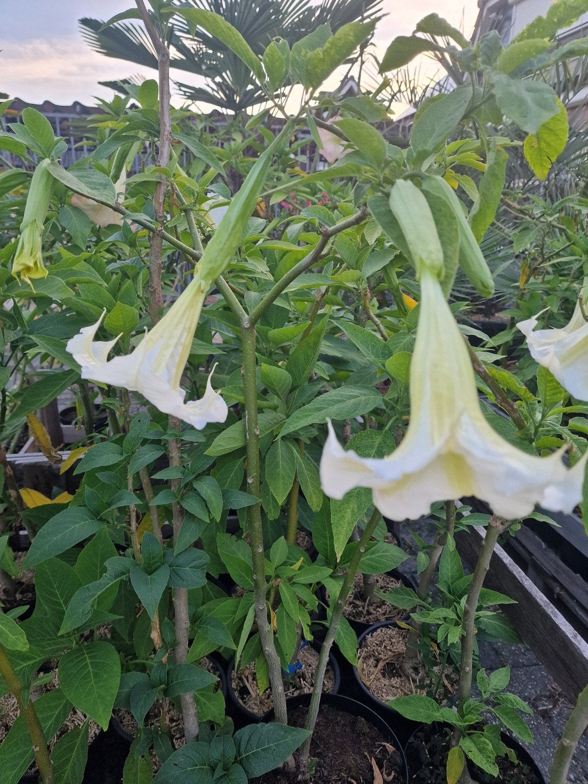 Brugmansia (Engelentrompet) - Diverse kleuren, Ophalen