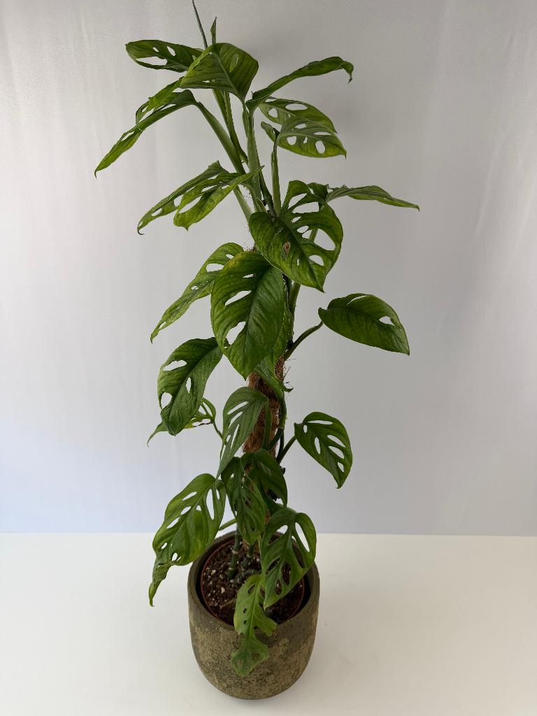 Monstera Adansonii Mint p15, Ophalen of Verzenden, Halfschaduw, Minder dan 100 cm
