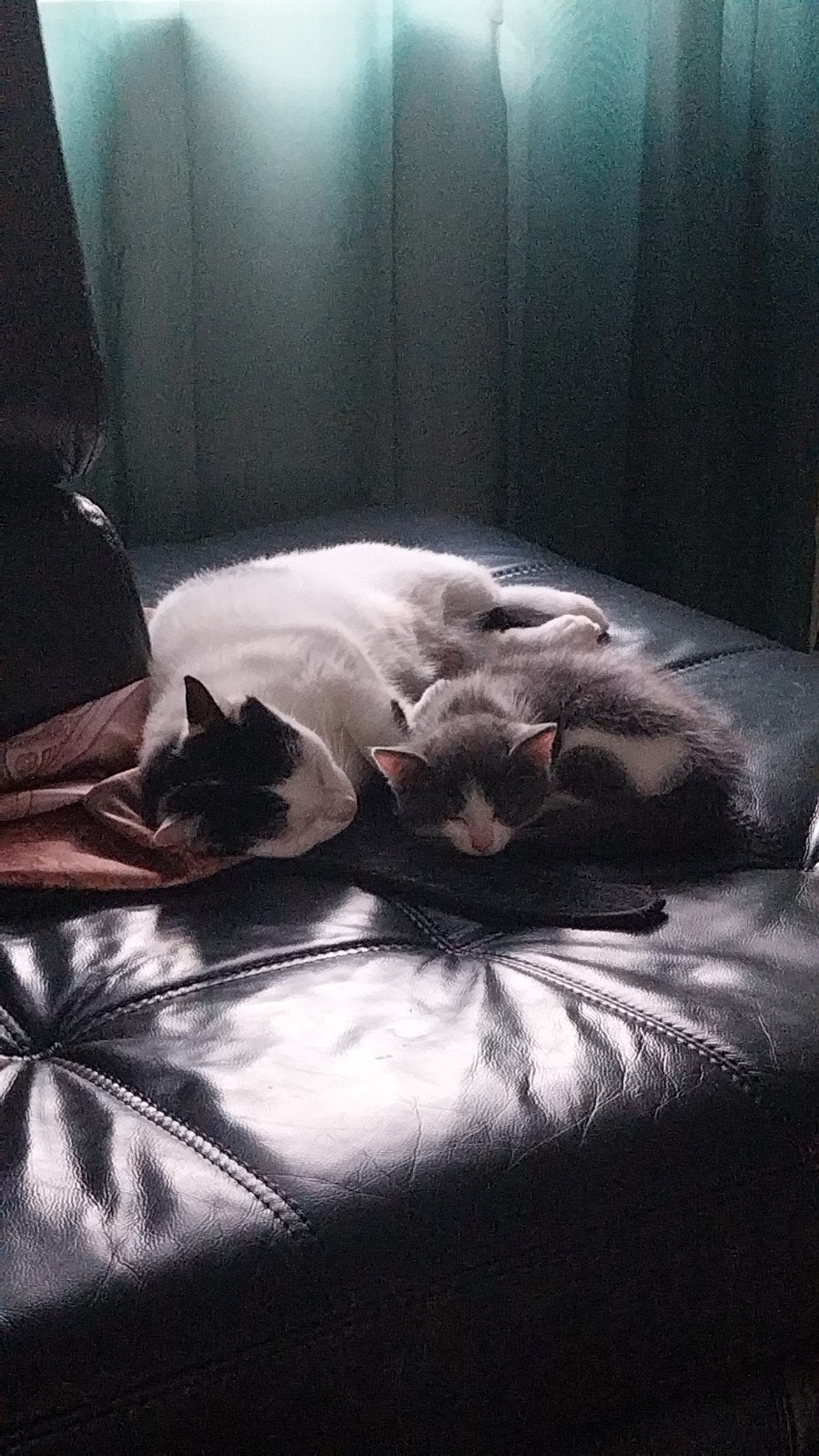 europeze kittens, Meerdere dieren, Kortharig, 0 tot 2 jaar