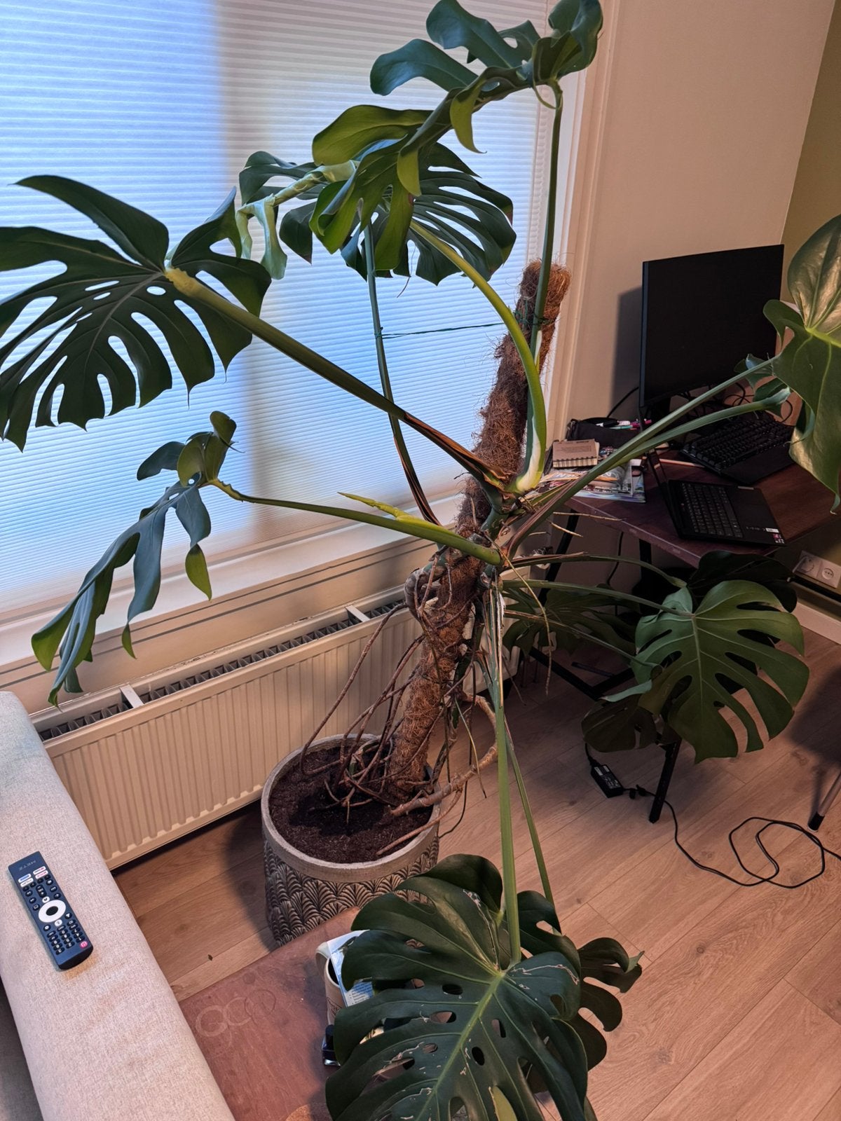 Monstera plant inc pot, Huis en Inrichting, Kamerplanten, Ophalen, Halfschaduw, In pot, 150 tot 200 cm