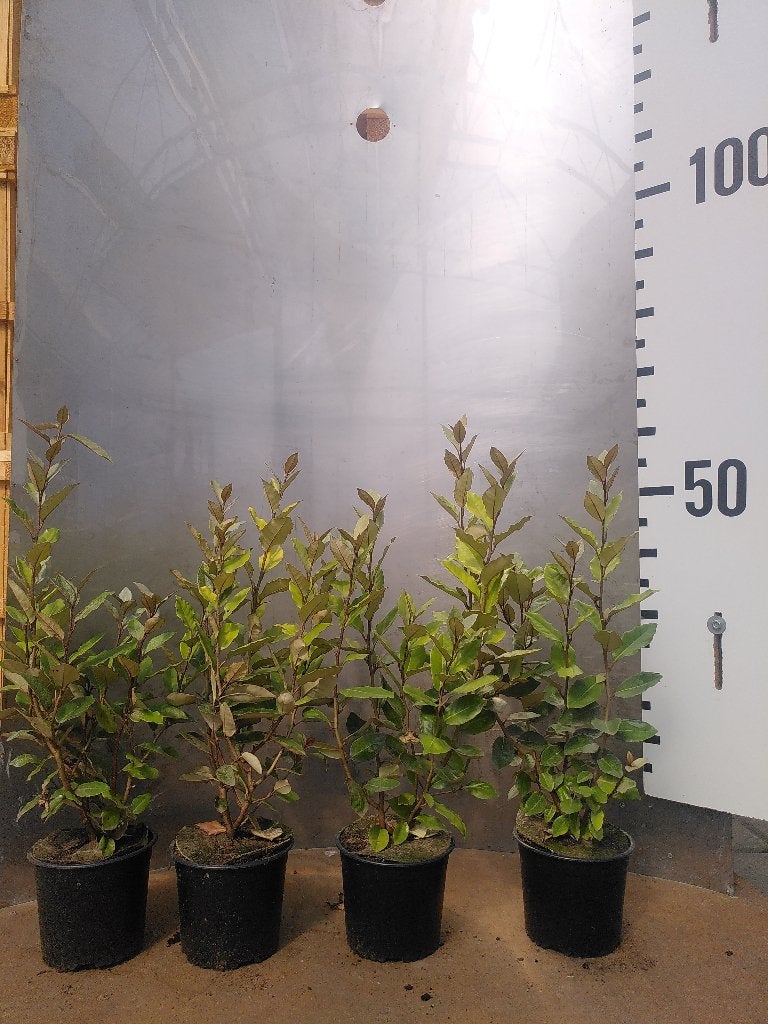 Olijfwilg – Elaeagnus ebbingei Compacta, Ophalen of Verzenden, Overige soorten, Haag, Minder dan 100 cm