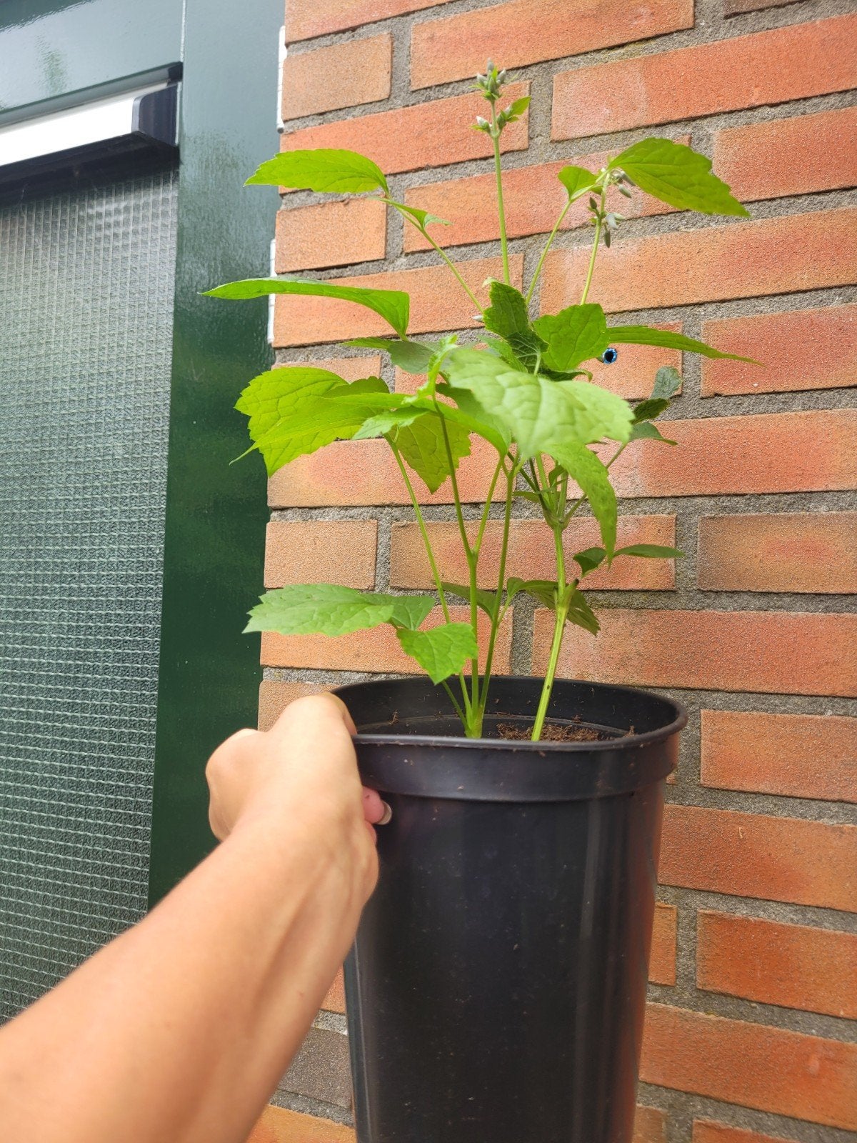 Clematis x bonstedtti " cote d'azur " biologisch opgekweekt, Ophalen, Vaste plant, Overige soorten, Halfschaduw