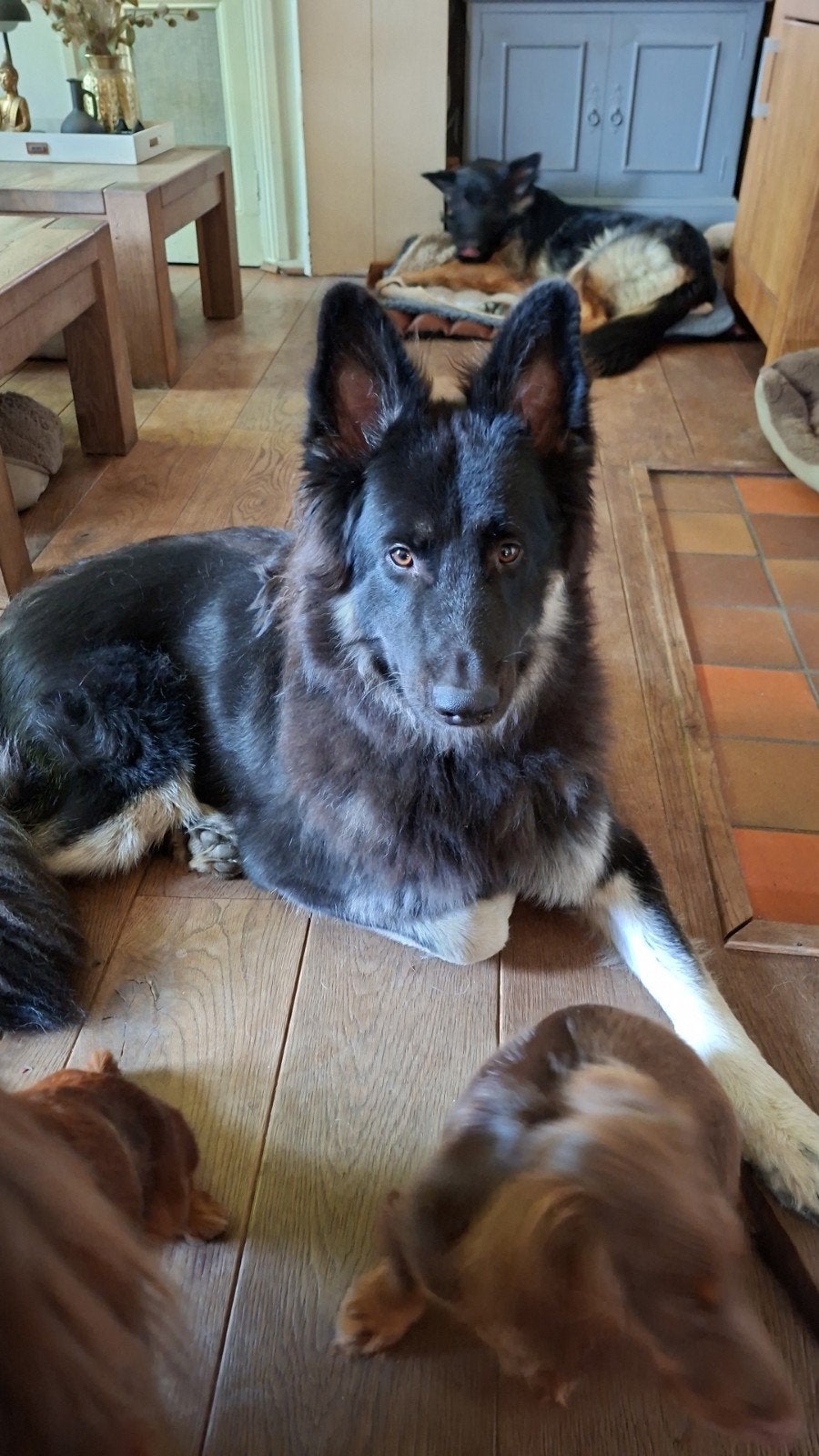 herder reu, Dieren en Toebehoren, Honden | Herdershonden en Veedrijvers, HCC (leverziekte), 15 weken tot 1 jaar, Reu, Eén hond
