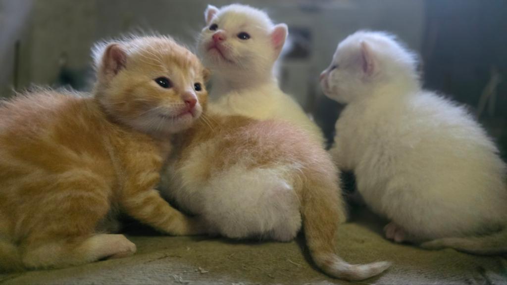 4 vrolijke kittens zoeken een nieuwe thuis, Meerdere dieren