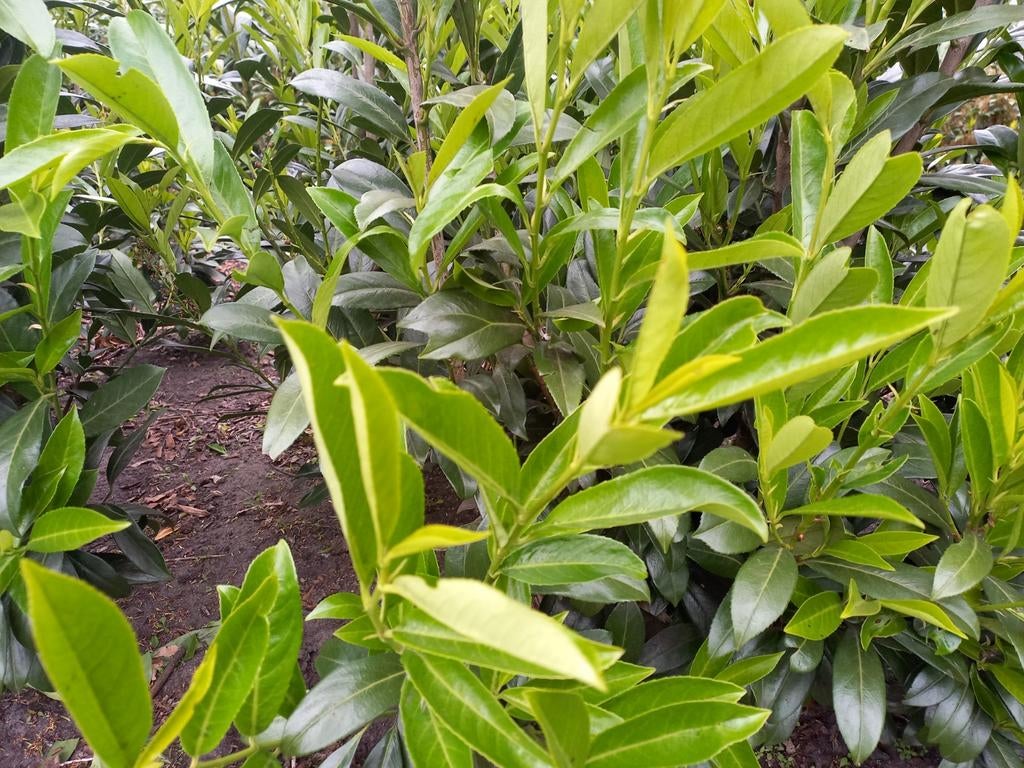 Laurier caucasica, Tuin en Terras, Planten | Struiken en Hagen, Ophalen, Haag, 100 tot 250 cm, Laurier
