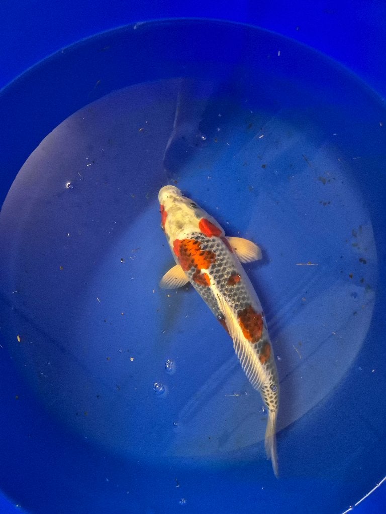 Mooie kujaku, Dieren en Toebehoren, Vissen | Vijvervissen, Karper of Koi