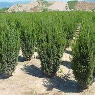 Taxus media Hillii (taxus voor haag, zonder bes) div. maten, Tuin en Terras, Ophalen, Taxus, Minder dan 100 cm