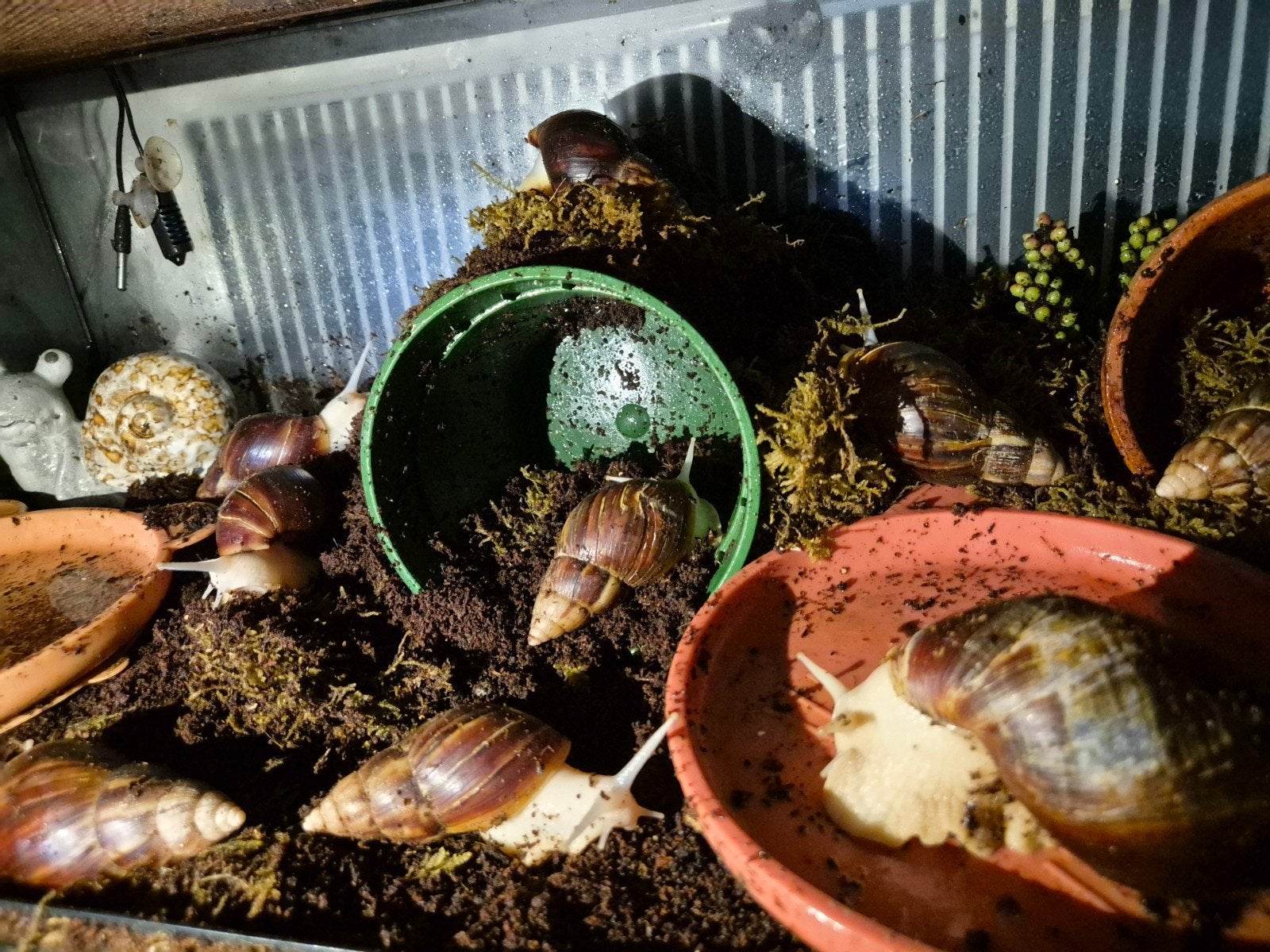 Lissachatina Fulica witte Jade, Afrikaanse reuze slakken, Dieren en Toebehoren, Tam, 0 tot 2 jaar