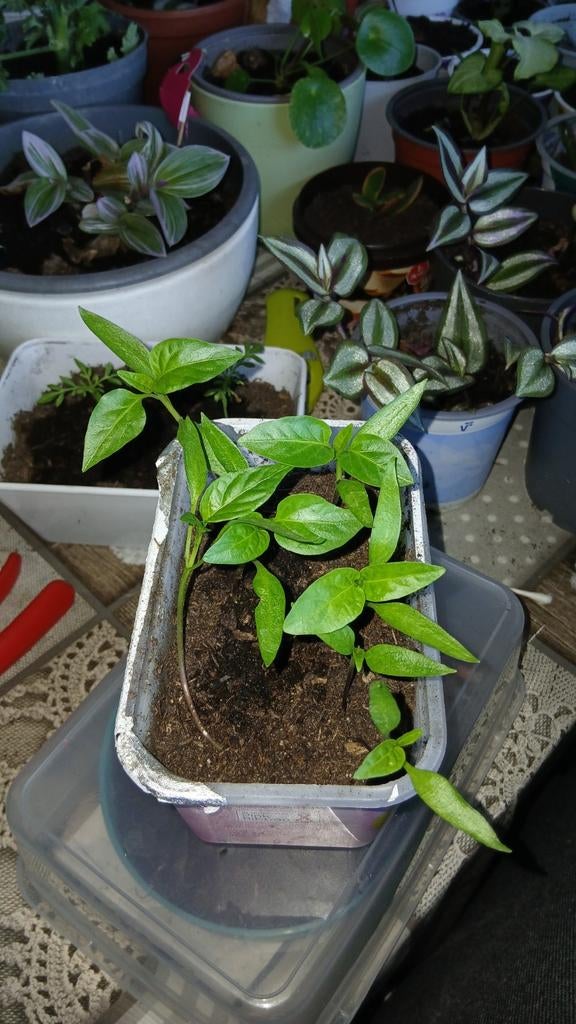 7 peperplantjes te koop, Huis en Inrichting, Kamerplanten, Ophalen, Groenteplant, Halfschaduw, Minder dan 100 cm