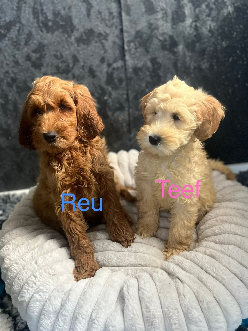 Australian labradoodle pups, Overige rassen, CDV (hondenziekte), 8 tot 15 weken, Meerdere