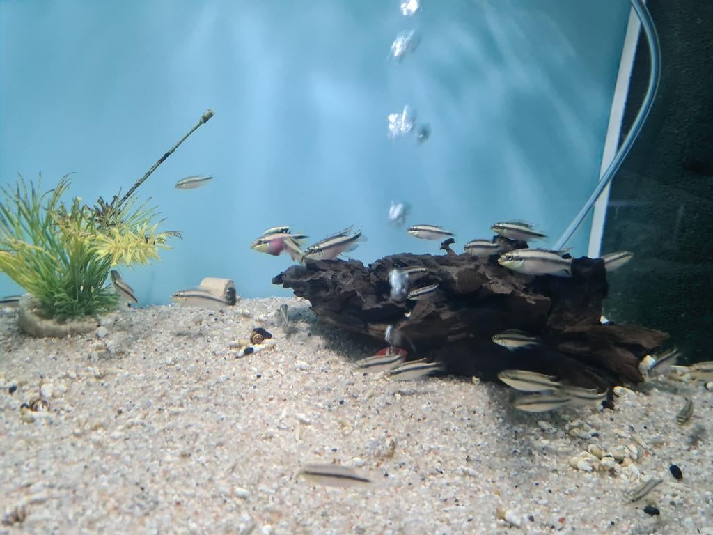 Kersenbuik Cichliden, Vis, Zoetwatervis