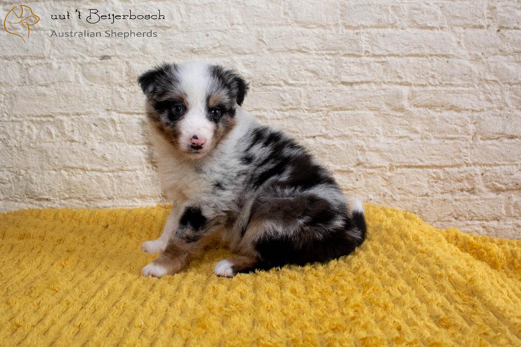 Australian shepherd pups beschikbaar, Dieren en Toebehoren, Honden | Herdershonden en Veedrijvers, Reu, Meerdere, Herder, Nederland
