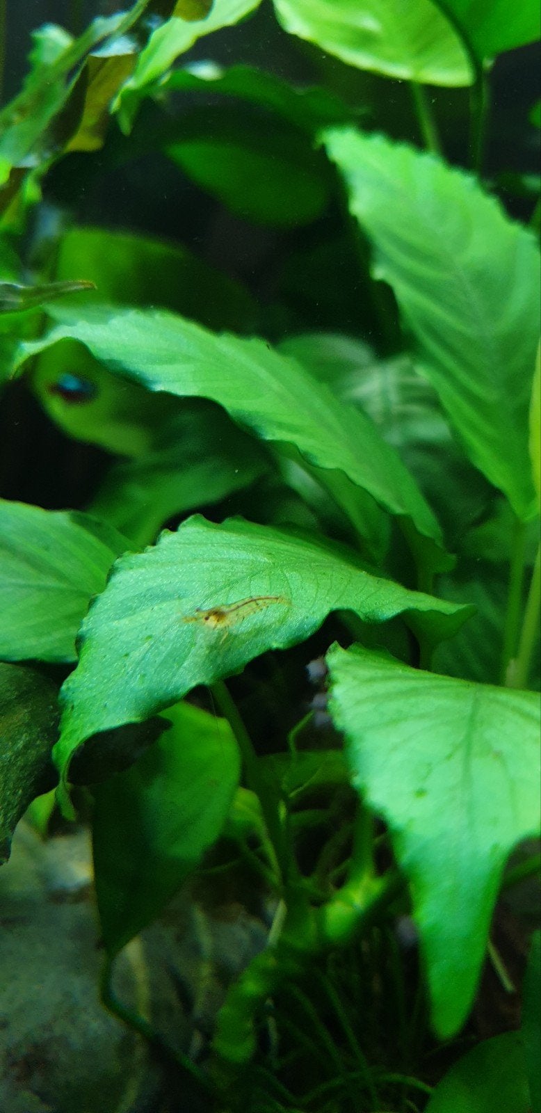 neocardina aquarium garnalen wildkleur doorzichtig, Ophalen