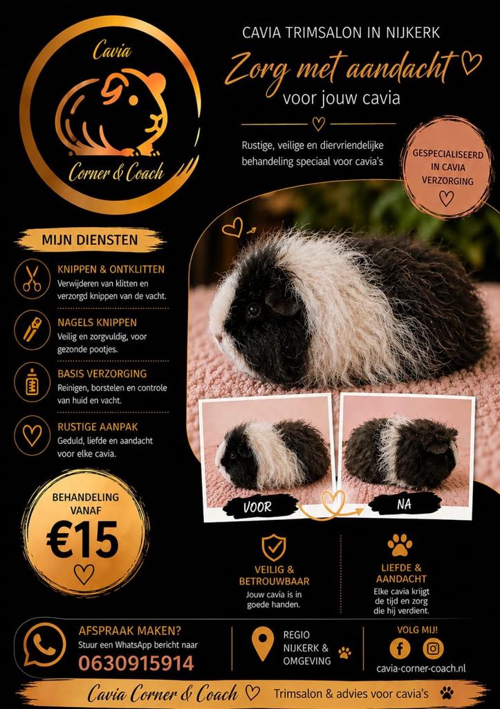 Cavia Trimsalon, Dieren en Toebehoren, Januari, Meerdere dieren, Cavia