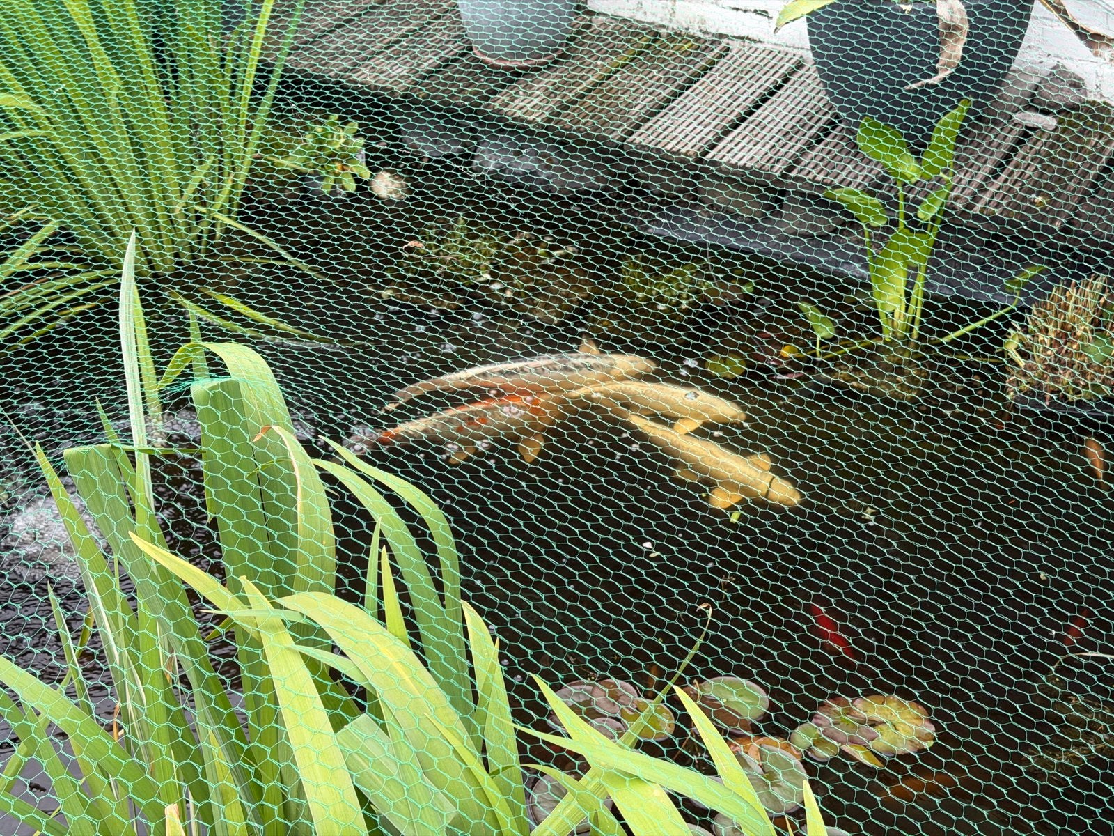 4 koi karpers te koop voor een leuk bod, Dieren en Toebehoren, Karper of Koi