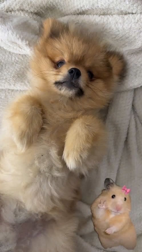 Pomeriaan bearface, Keeshond, 15 weken tot 1 jaar, Reu, Eén hond