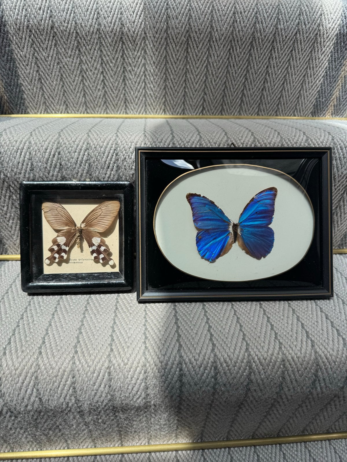 2 ingelijsten  vlinders, Ophalen of Verzenden, Gebruikt, Insect, Opgezet dier