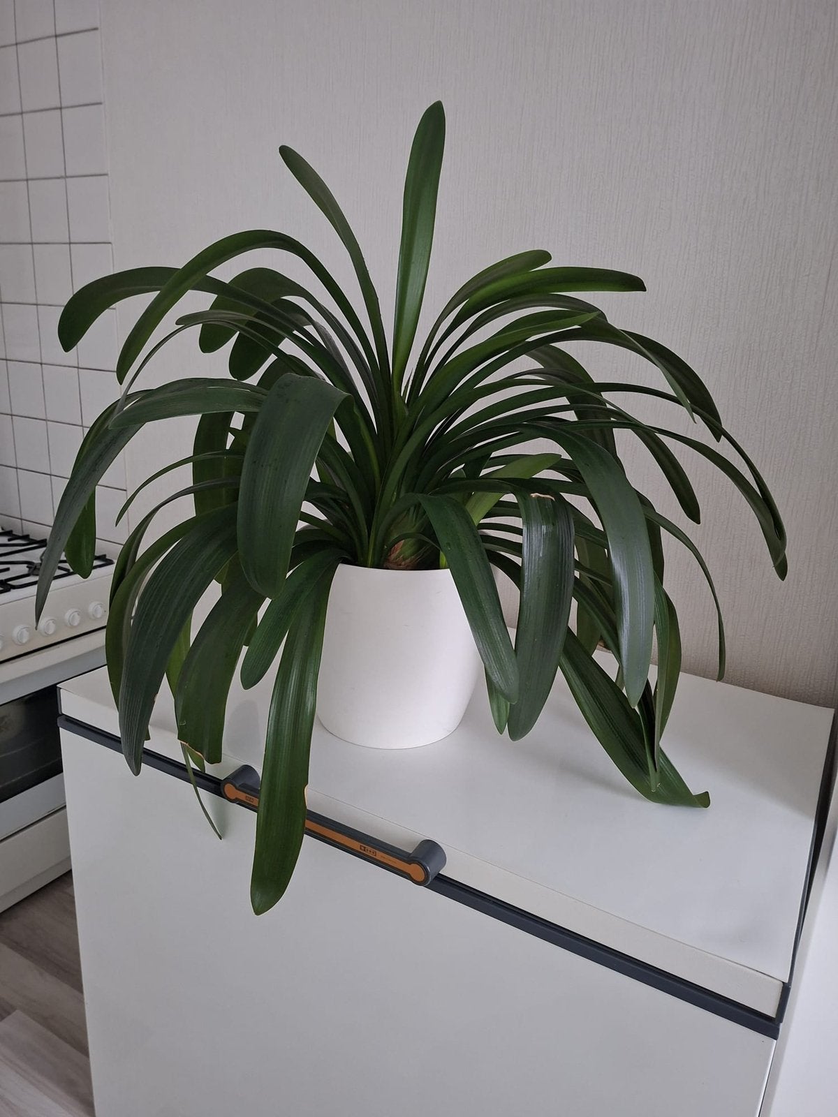 Clivia Sint-Jozefplant, Ophalen of Verzenden, Halfschaduw, Minder dan 100 cm