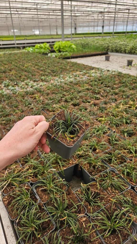 Ophiopogon japonicus minor - Slangenbaard - Japanse tuin, Bodembedekkers, Volle zon, Vaste plant, Ophalen of Verzenden
