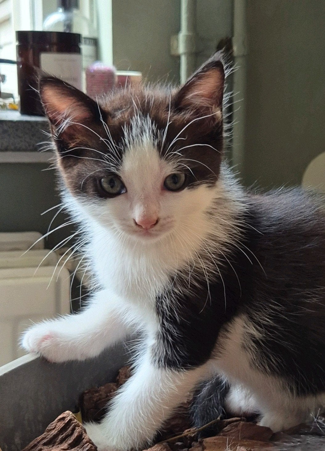 ragdoll kruising kitten poesje, Meerdere dieren, Langharig, 0 tot 2 jaar