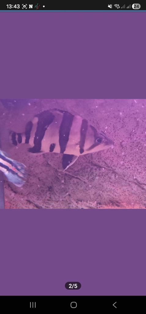 Sumatra datnioides, Dieren en Toebehoren, Vissen | Aquariumvissen, Vis