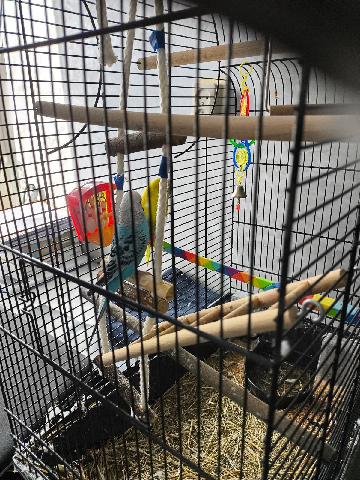 te koop 2 parkieten vogels, Dieren en Toebehoren, Ophalen, Metaal, Vogelkooi