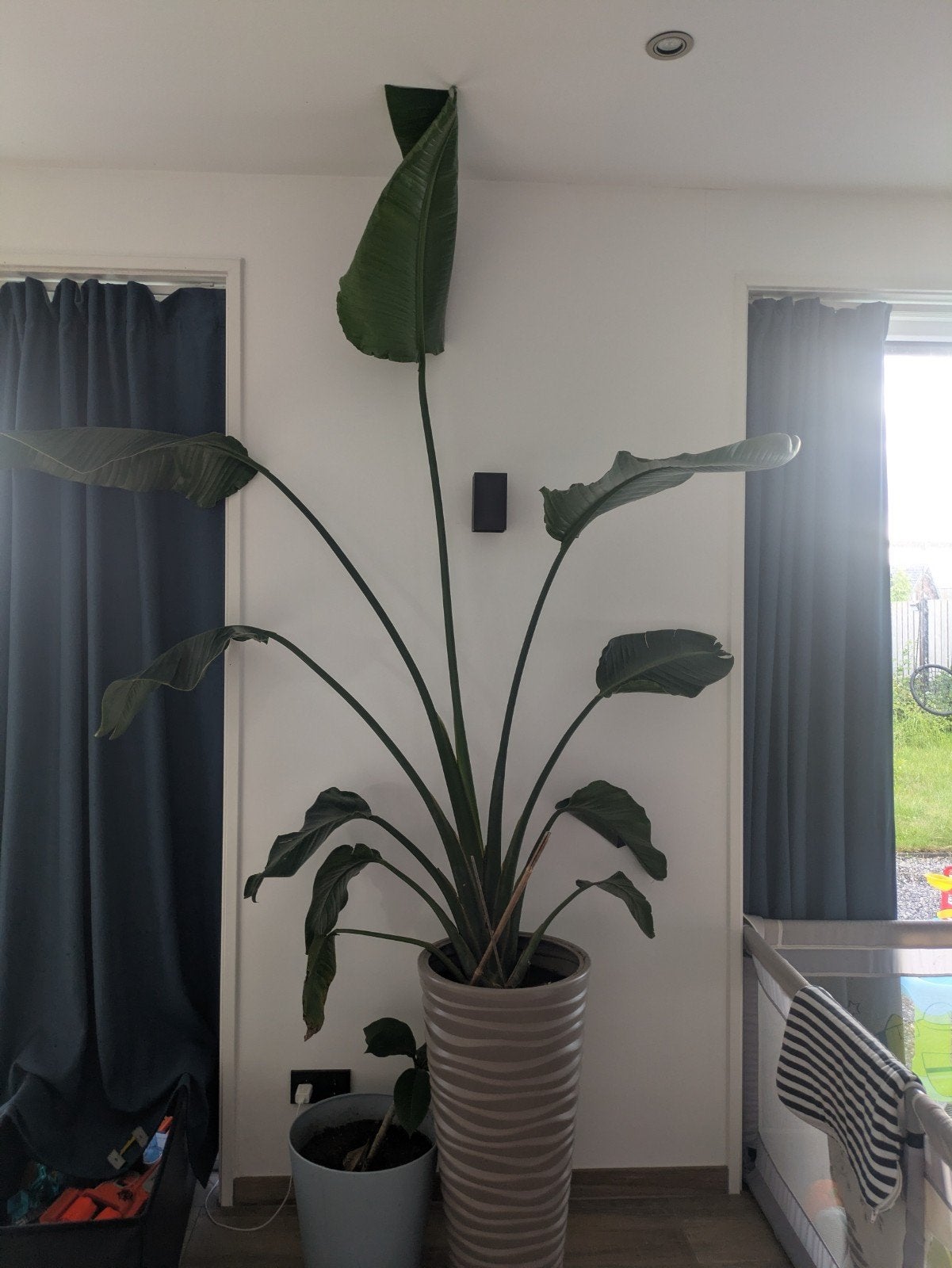 Grote Strelitzia planten incl. pot Meerstad, Huis en Inrichting, Kamerplanten, Ophalen, 200 cm of meer, Halfschaduw, In pot