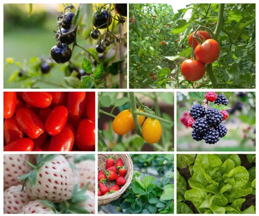 Verschillende moestuinplantjes, tomaat, aardbei, braam, sla, Volle zon, Groenteplanten, Eenjarig, Ophalen of Verzenden