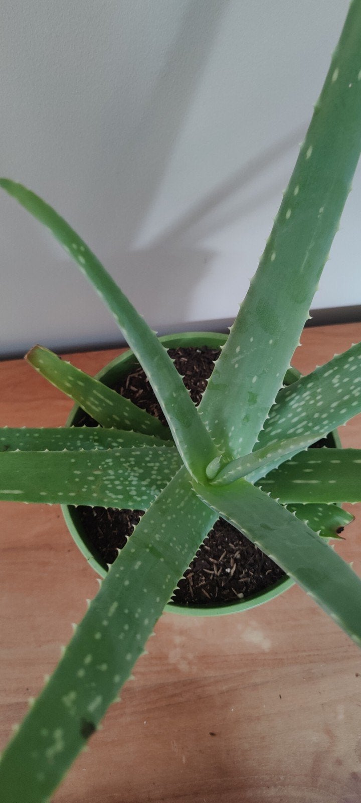 Aloë Vera, Ophalen, Vetplant, In pot, Minder dan 100 cm