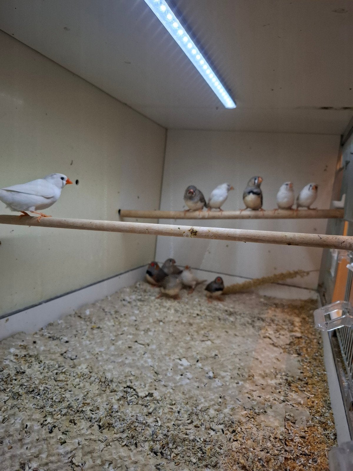 zebravinken, Dieren en Toebehoren, Meerdere dieren, Tropenvogel