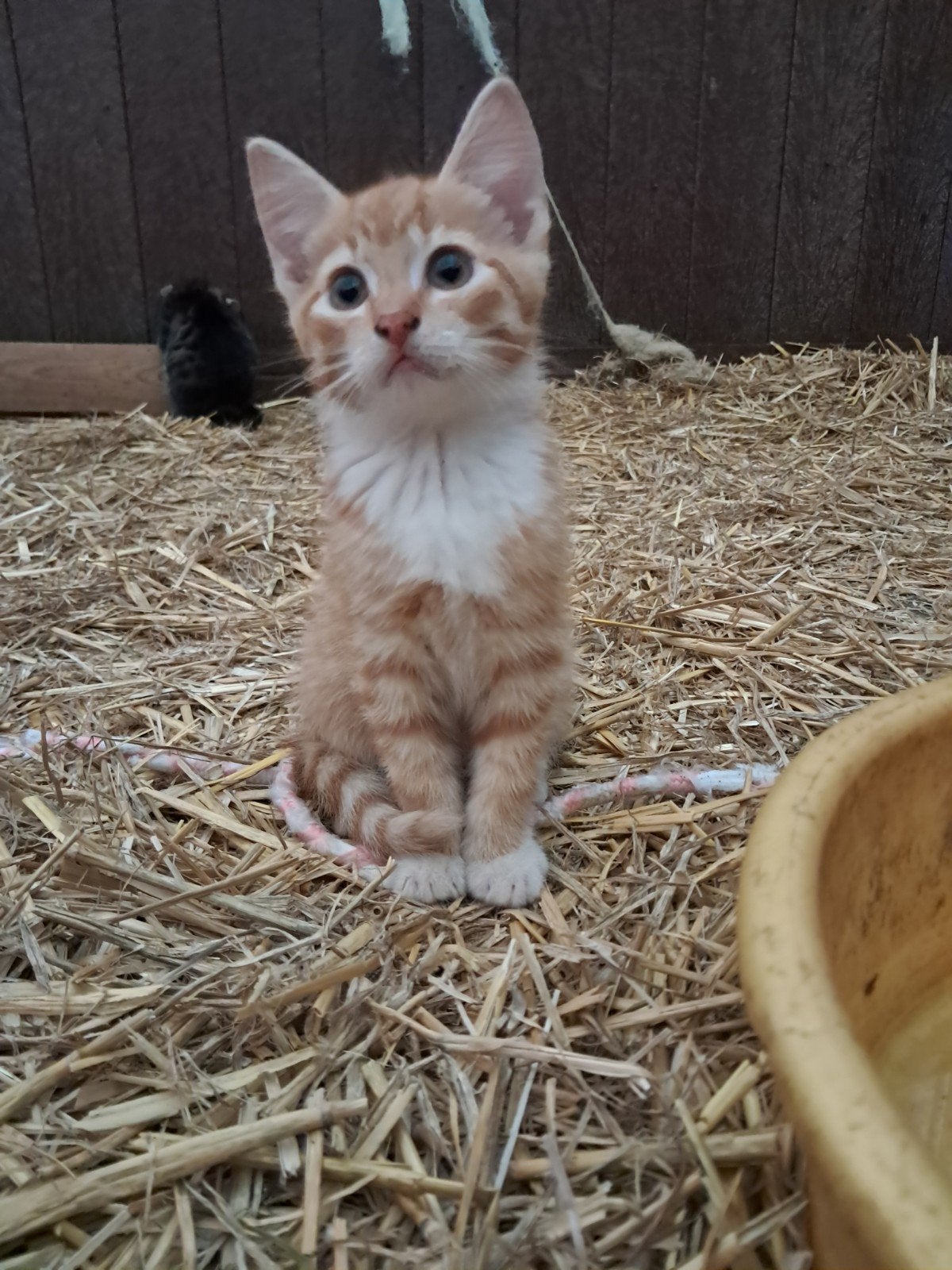 Lieve kittens, Meerdere dieren, Kortharig, 0 tot 2 jaar