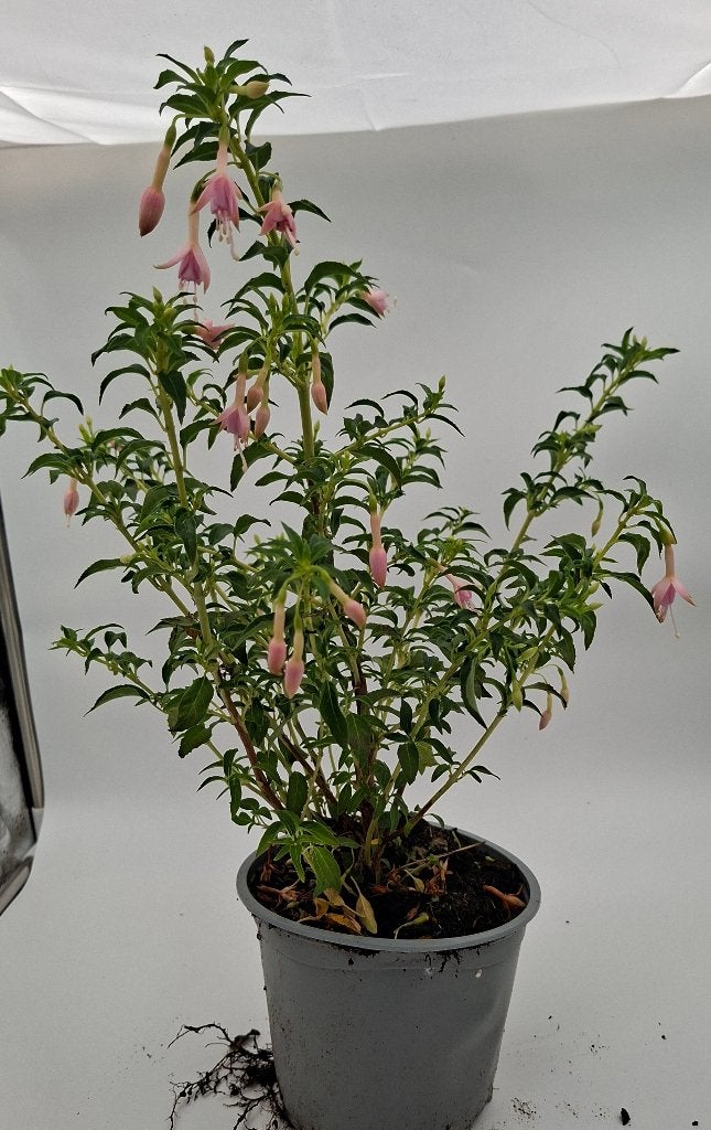 Vasteplant  Fuchsia magellanica electra pink en regia red, Tuin en Terras, Ophalen, Vaste plant, Overige soorten, Volle zon
