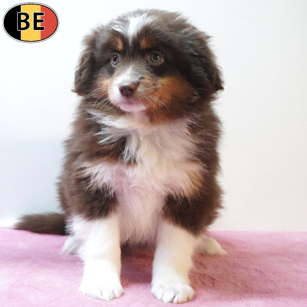 Prachtige Miniature American Shepherd pups te koop, Dieren en Toebehoren, Honden | Herdershonden en Veedrijvers, Parvo, België