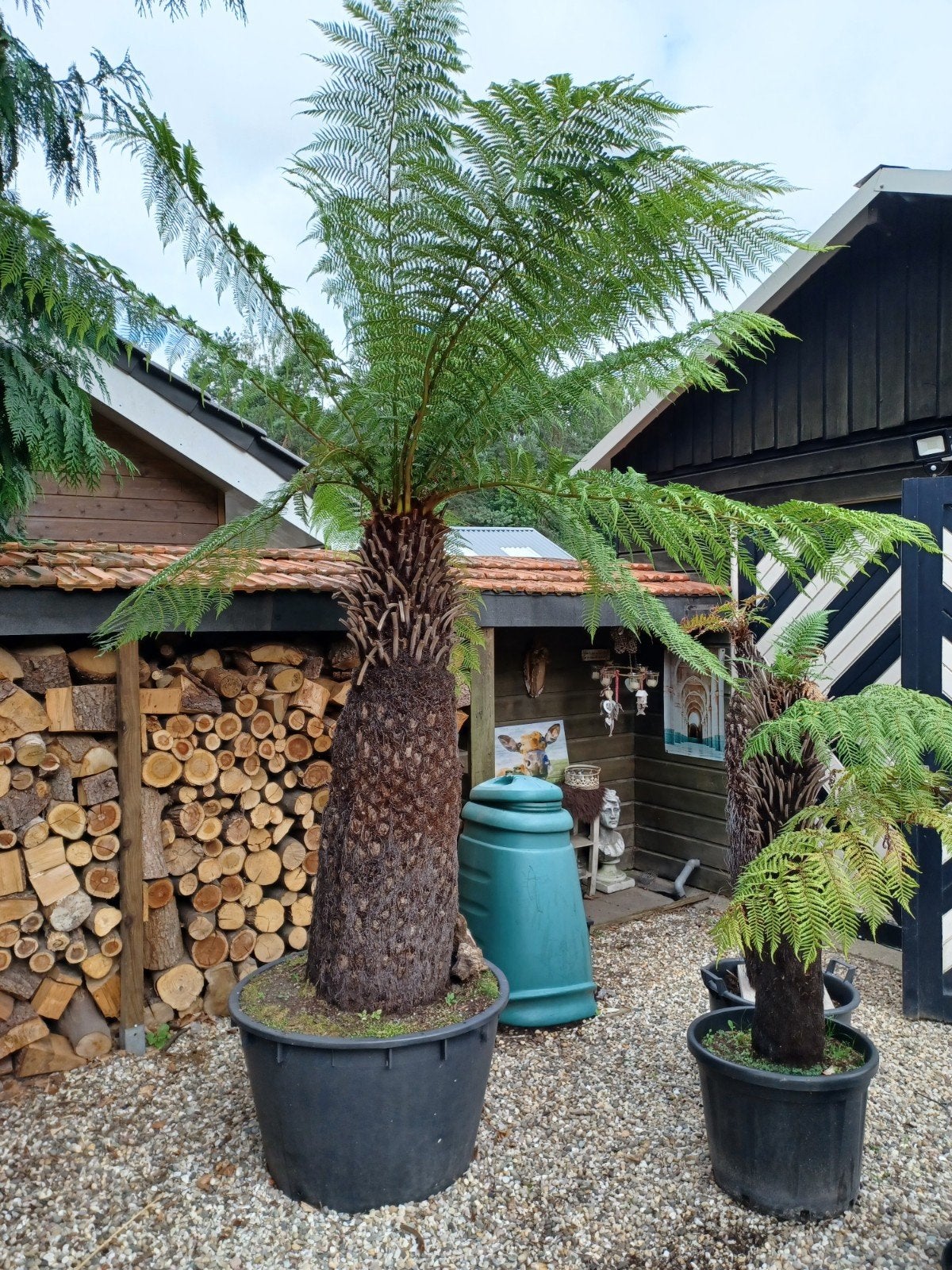 Grote boomvaren (Dicksonia antarctica) - Winterhard, Ophalen, Bloeit niet, Overige soorten, Halfschaduw