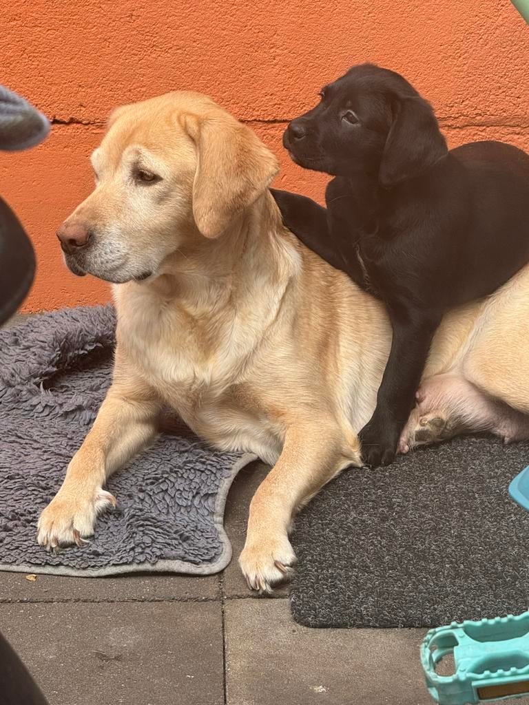 Lief boxador Teefje 8 weken oud, mag nest verlaten., Overige rassen, 8 tot 15 weken, Teef, Eén hond