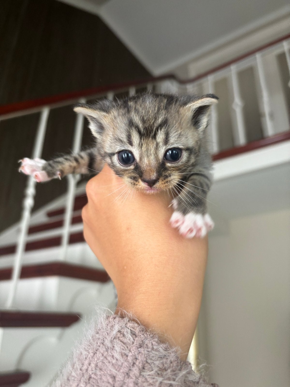 Kittens
