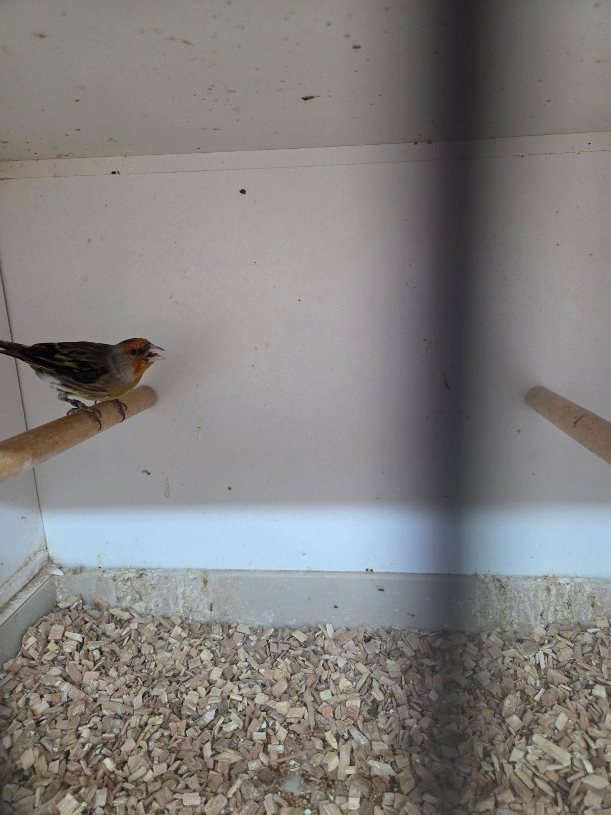bastaard putter man, Dieren en Toebehoren, Vogels | Overige Vogels, Mannelijk, Wildzangvogel