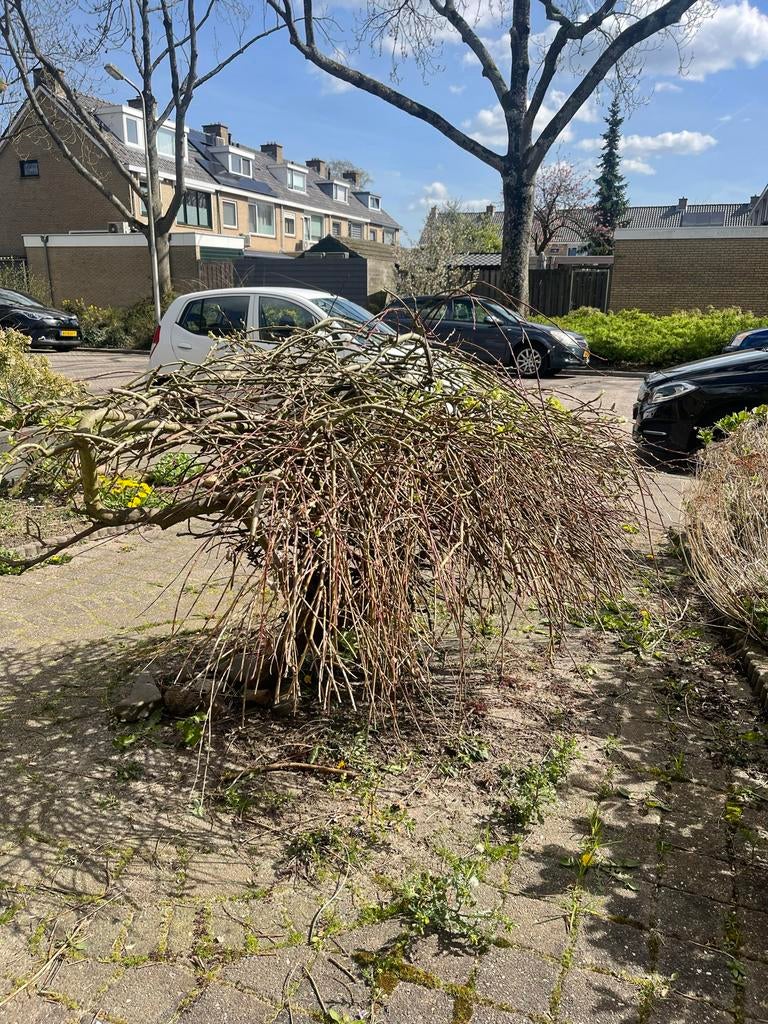 Treurwilg op stam - Gratis af te halen, Tuin en Terras, Planten | Bomen, Ophalen, Treurboom, 100 tot 250 cm