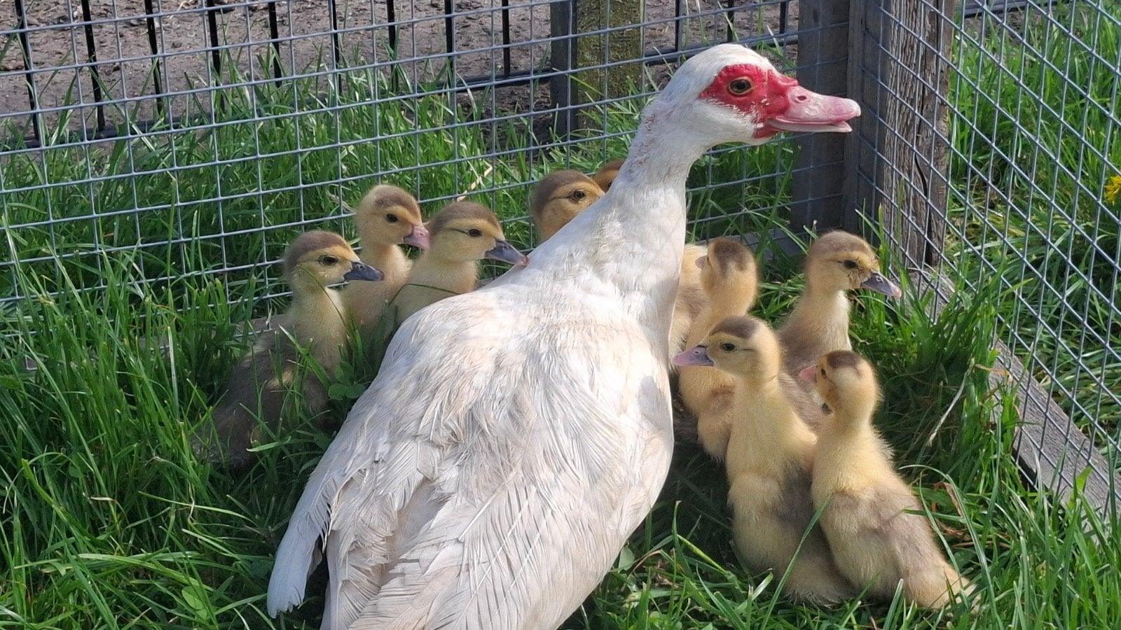 Prachtige jonge muskuseend muskus eend eendjes, Dieren en Toebehoren, Geslacht onbekend, Eend