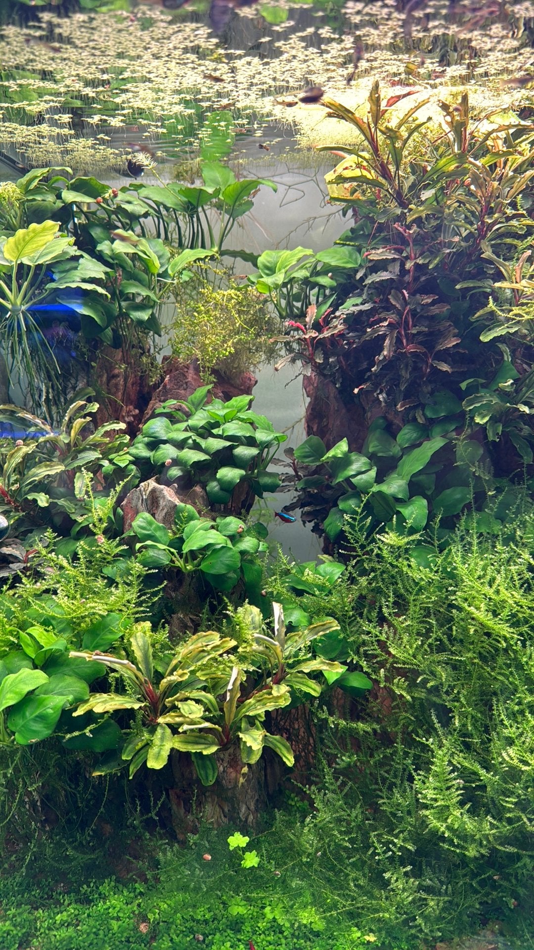 Aquariumplanten, Ophalen of Verzenden, Zo goed als nieuw, Plant(en), Steen of Hout