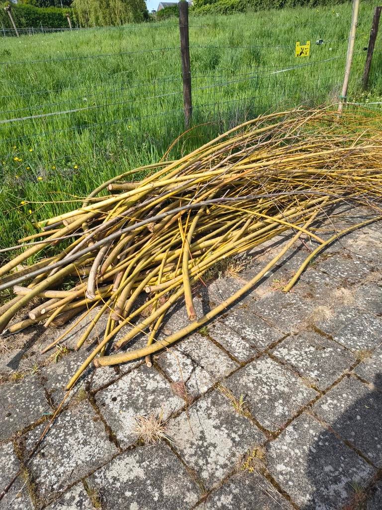 Gratis wilgentakken - Ideaal voor decoratie of knutselen, Tuin en Terras, Overige Tuin en Terras, Ophalen of Verzenden
