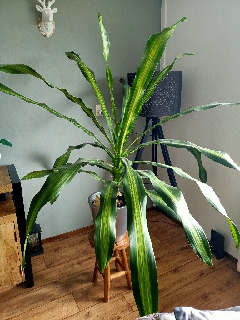 kamerplant - plant - Dracaena ca 125 cm hoog, Ophalen, In pot, Halfschaduw, 100 tot 150 cm