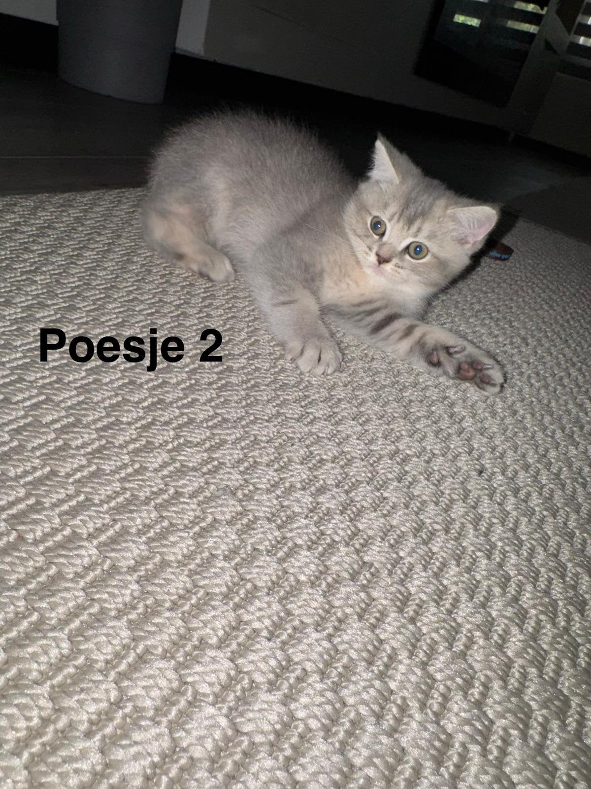 British kort haar kitten, Meerdere dieren, Ontwormd, 0 tot 2 jaar