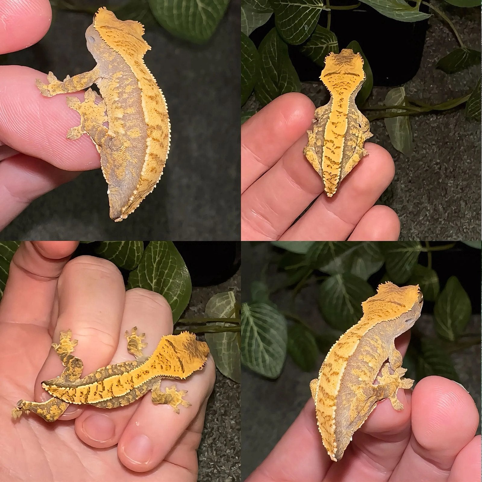 Wimpergekko baby, Hagedis, Tam, 0 tot 2 jaar