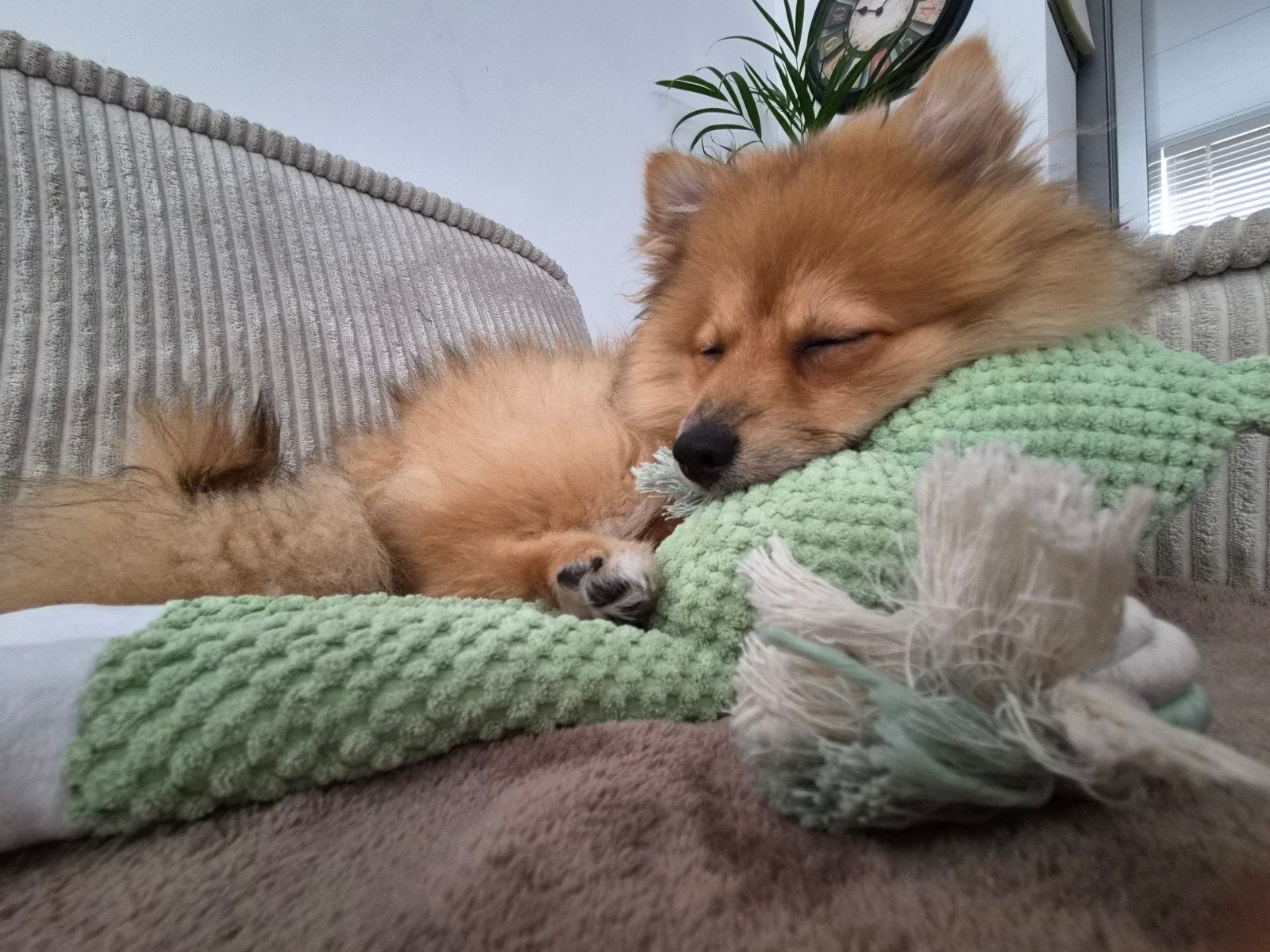 Pomsky Pup 6 maanden oud, 15 weken tot 1 jaar, CDV (hondenziekte), Eén hond, Nederland
