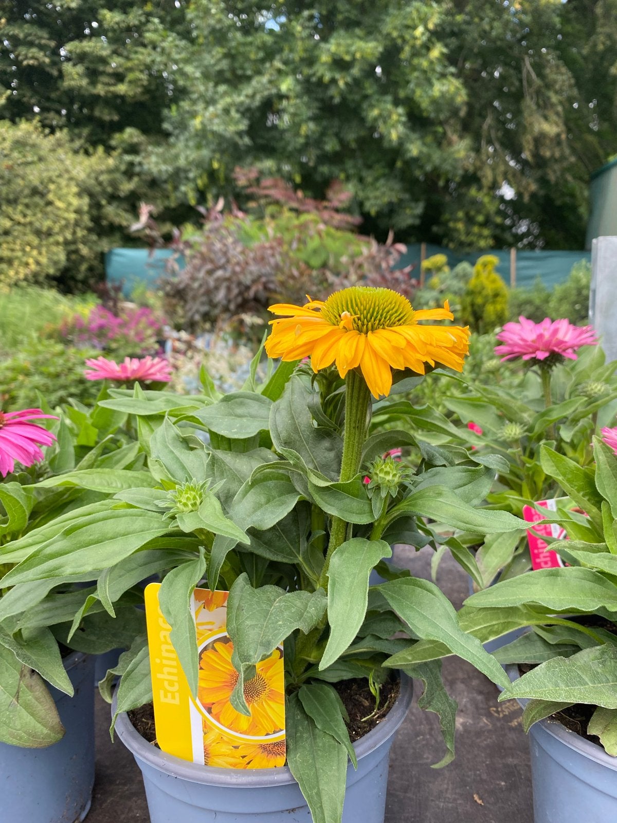 Echinacea: 14 Verschillende Kleuren Zonnehoed, Volle zon, Vaste plant, Zomer, Ophalen