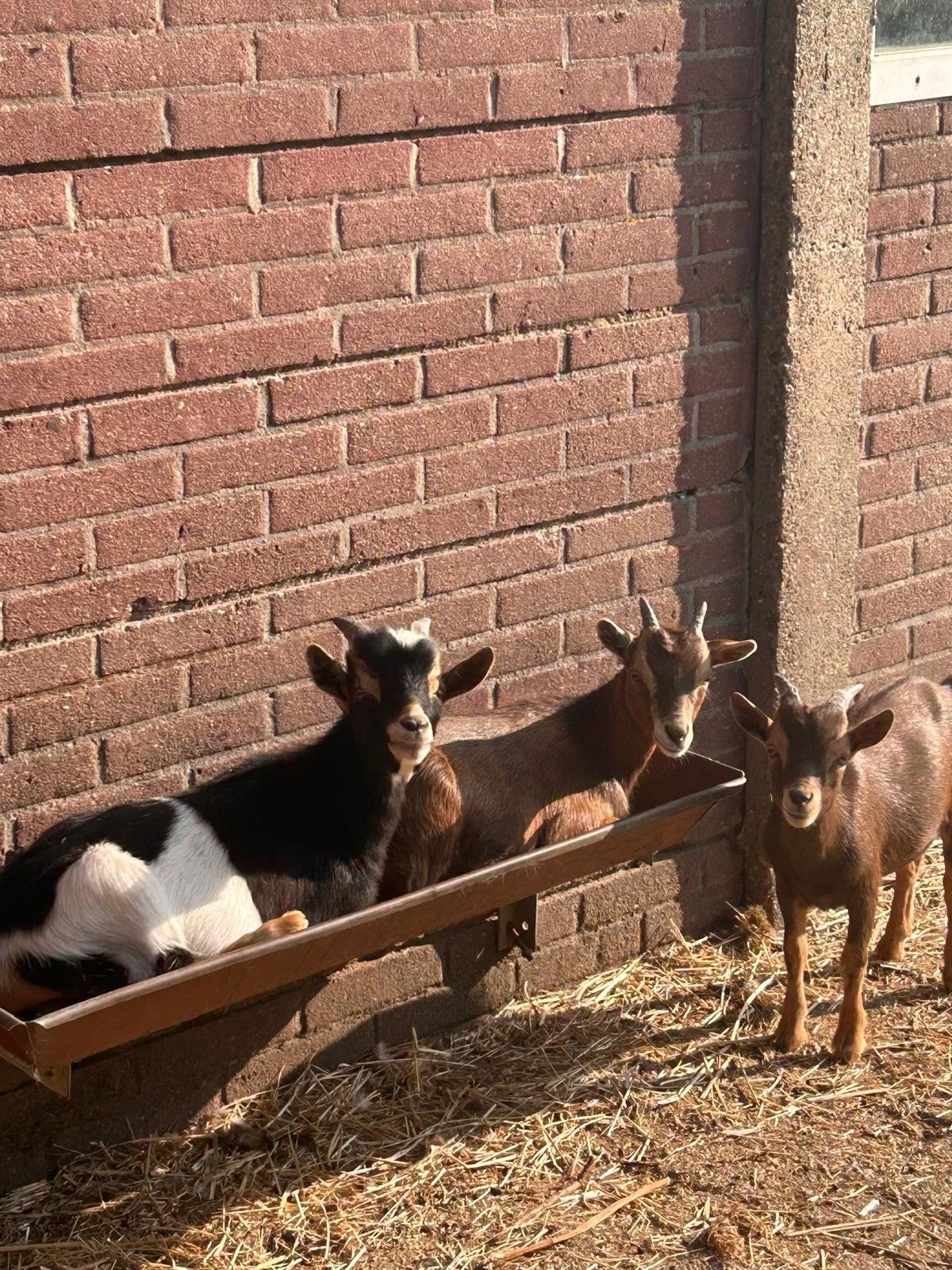 te koop 2 dwerggeit bokjes, Mannelijk, Geit, 0 tot 2 jaar