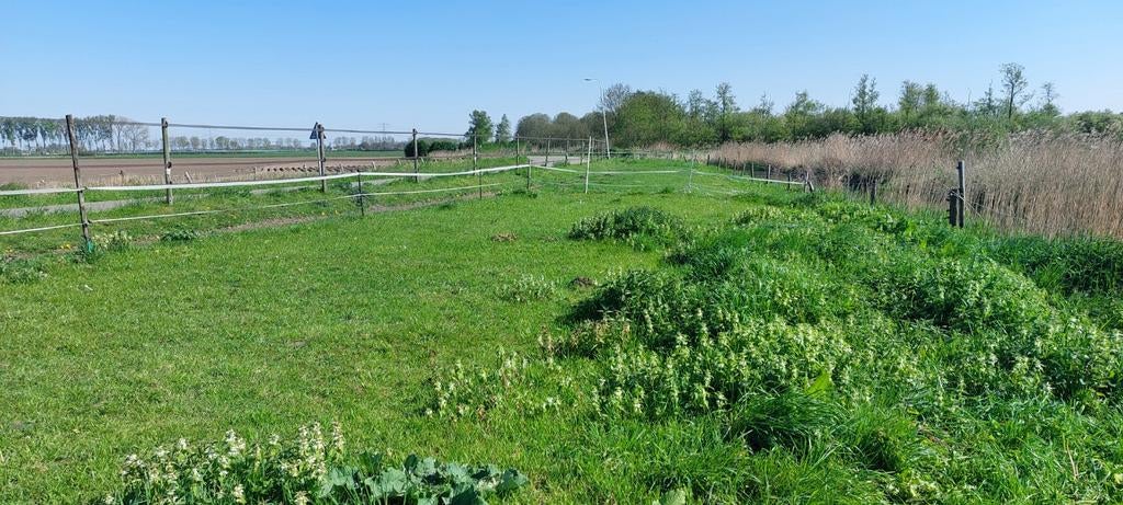 Weidegang voor schapen/geiten aangeboden, Weidegang