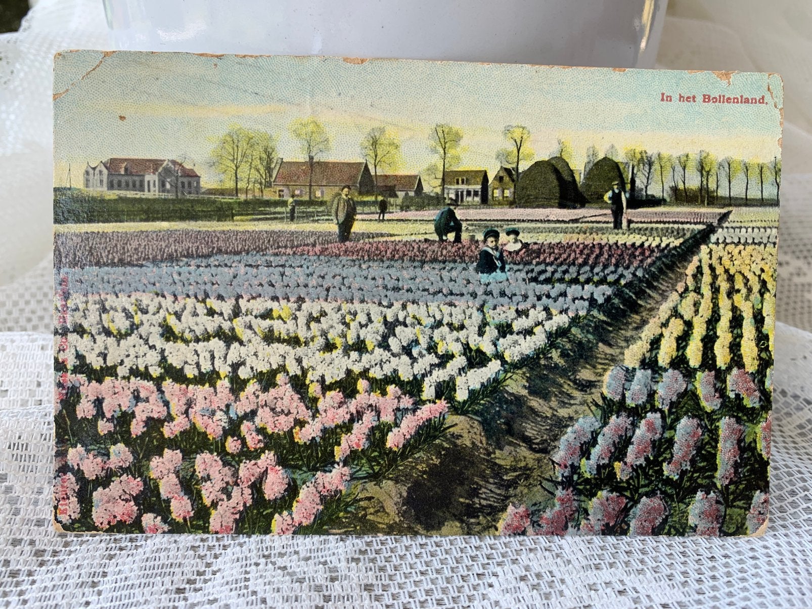 In het Bollenland - hyacinten, Ophalen of Verzenden, Voor 1920, Gelopen, Noord-Holland