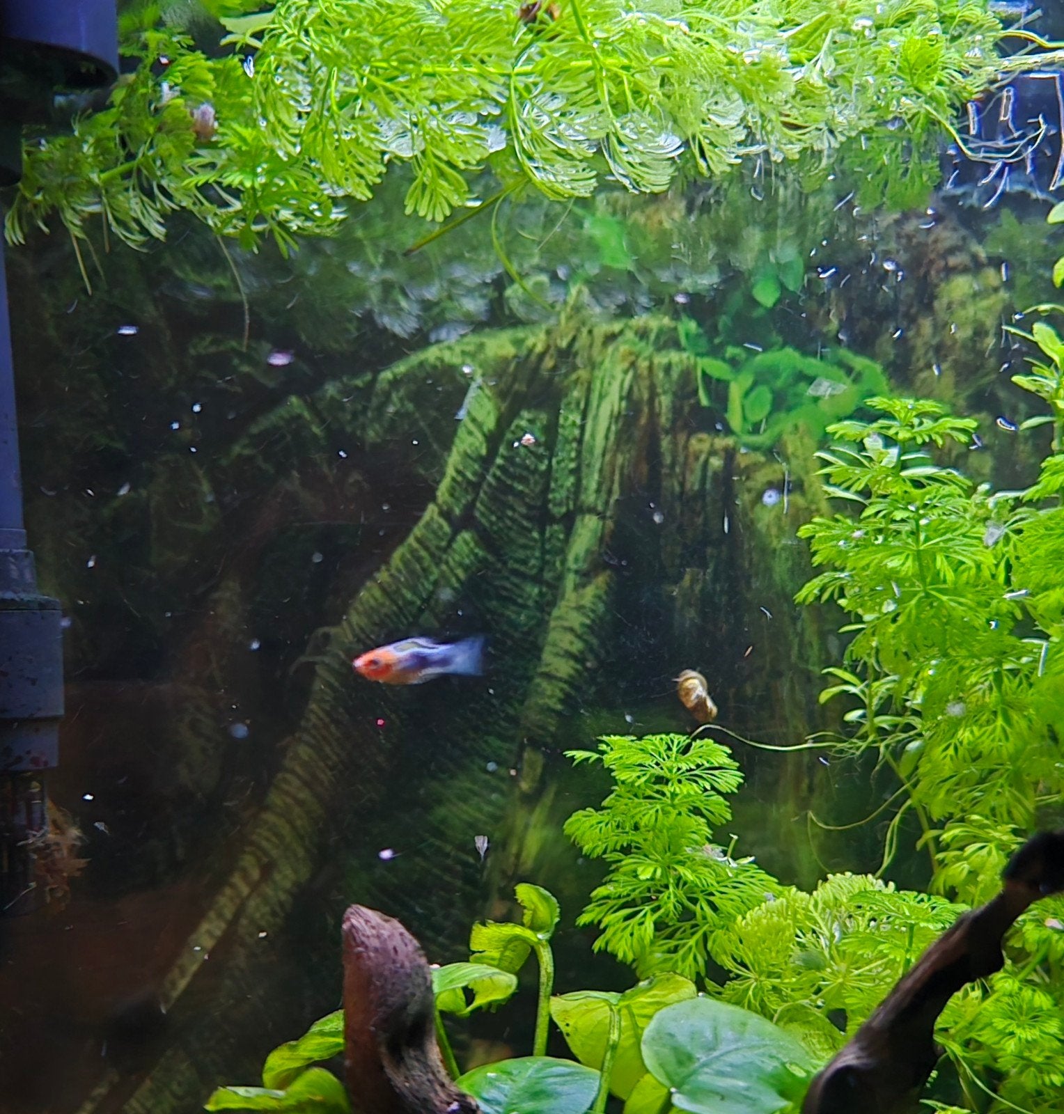 Platy's, Dieren en Toebehoren, Vis